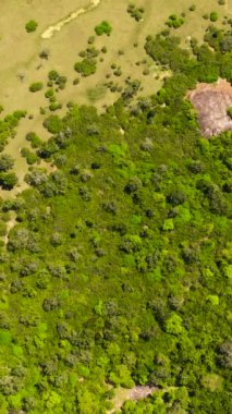Ulusal parkta orman ve tropikal bitki örtüsü. Sri Lanka.