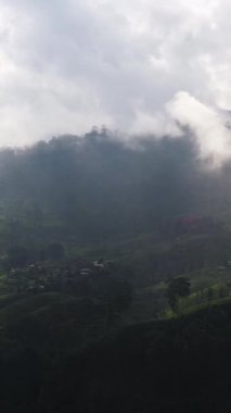 Aerial view of high mountain tea plantation. Tea estate in Sri Lanka.
