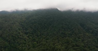 Tropik dağ sırası ve dağ yamaçlarında yağmur ormanları. Sumatra, Endonezya.