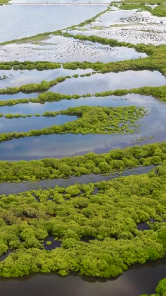 Mangrove Fák Elárasztott Földeken — Stock videók