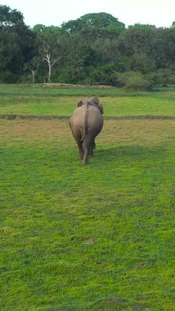 Dron Powietrzny Słonia Dziczy Słoń Ich Naturalnym Środowisku Sri Lanka — Wideo stockowe