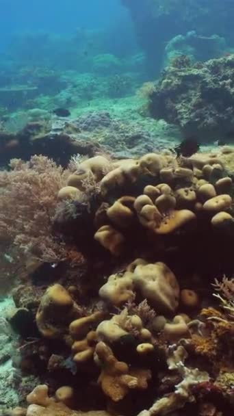 Красочный Тропический Коралловый Риф Сцена Рифа Морской Пейзаж Водой Сипадан — стоковое видео