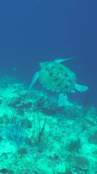 Tartaruga Marinha Verde Nada Sobre Belo Recife Coral Sipadan Malásia — Vídeo de Stock