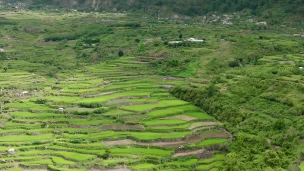 上から眺める山のライステラス 山の農地について フィリピン ルソン — ストック動画