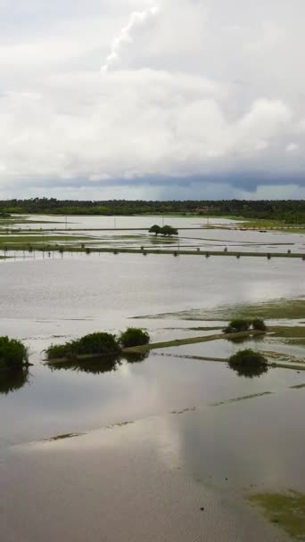 Flooded Rice Fields Countryside Sri Lanka — Video Stock