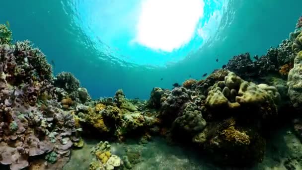 Podwodne Kolorowe Tropikalne Ryby Tropikalne Podwodne Ryby Morskie — Wideo stockowe