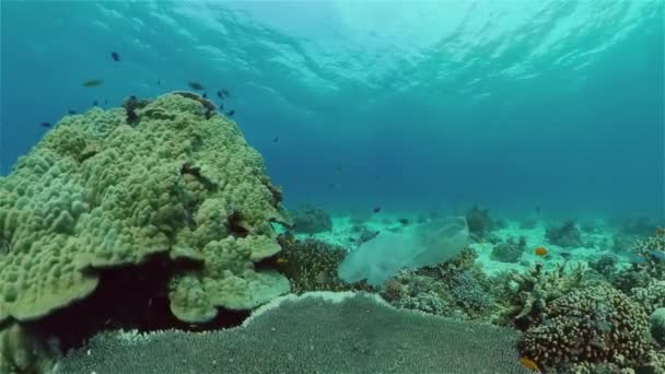 Wyrzucone Plastikowe Worki Śmieci Pływają Tropikalnej Rafie Koralowej Stanowiąc Zagrożenie — Wideo stockowe