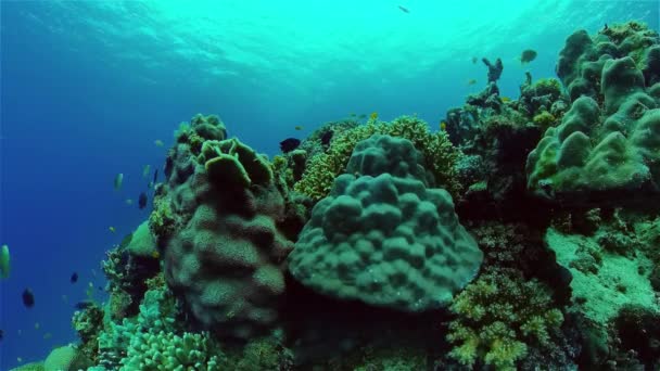 Trópusi Korallzátony Tengeri Halak Kemény Puha Korallok Víz Alatti Videó — Stock videók