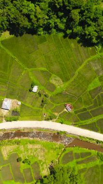 Filipinler 'in kırsal kesimlerinde çiftçilik ve büyüyen bitkilerin havadan görünüşü. Tarım arazisi.