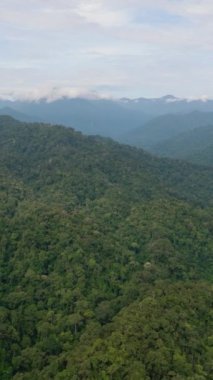Dağları ve ormanı olan hava manzarası. Bukit Lawang. Sumatra, Endonezya.