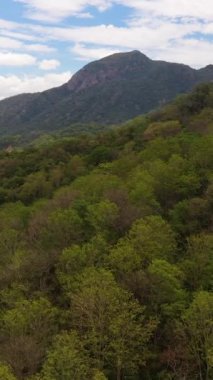 Sri Lanka 'da orman ve dağlar. Tropikal bitki örtüsü olan dağ yamaçları.