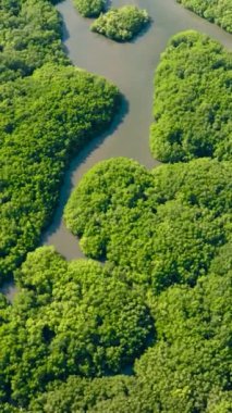 Mangrov ormanlı tropik bir manzara. Borneo. Malezya.