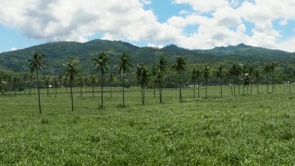 Aerial Drone Sugarcane Plantations Farmland Mountains Negros Philippines — Video Stock