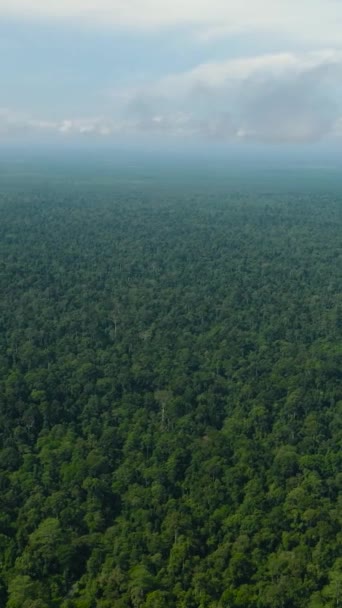 보르네오 전망은 우림과 정글로 있습니다 말레이시아 — 비디오