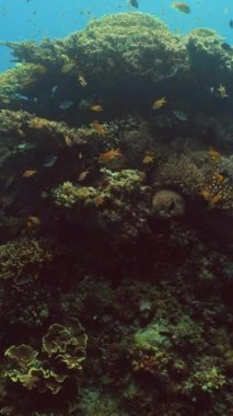 Renkli tropikal mercan resifi. Tropik mercan resifi. Su altı balıkları ve mercanlar. Filipinler.