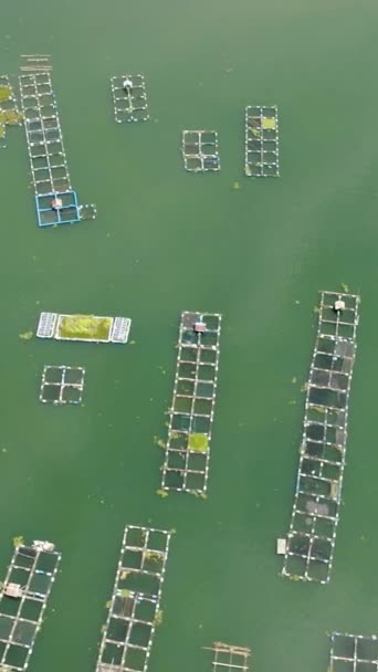Maninjau Gölünde Kafesli Balık Çiftliği Çiftçilik Ürünleri Piskoposluk Uygulamaları Sumatra — Stok video