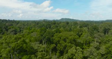 Tropiklerdeki orman ve yağmur ormanları. Borneo, Malezya.