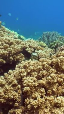 Tropik mercan resifleri ve su altında balıklar. Sert ve yumuşak mercanlar. Filipinler.