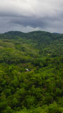 Orman ve yağmur ormanlarının arasındaki dağlarda tarım arazisi. Sri Lanka. Dikey video.