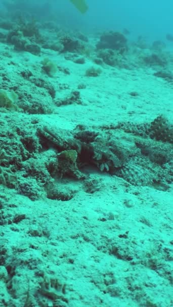 Pesce Coccodrillo Fondale Marino Tra Una Barriera Corallina Sipadan Malesia — Video Stock