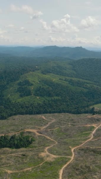 Верхний Вид Тропических Лесов Джунглей Расчищен Освободить Место Плантации Масличных — стоковое видео