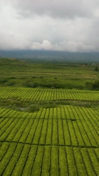Κάτοψη Των Φυτειών Πράσινου Τσαγιού Στα Ορεινά Τσάι Τοπίο Estate — Αρχείο Βίντεο