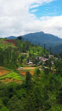 Orman ve yağmur ormanlarının arasındaki dağlarda tarım arazisi. Ramboda, Sri Lanka. Dikey video.