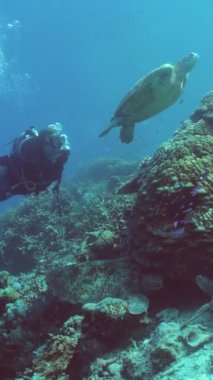Dalgıç deniz kaplumbağasının yanında yüzer. Güzel sualtı dünyası. Sipadan, Malezya.