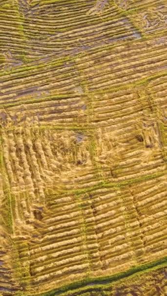 Sri Lanka Ekilmiş Pirinç Tarlalarının Tarım Arazilerinin Üst Görüntüsü Dikey — Stok video