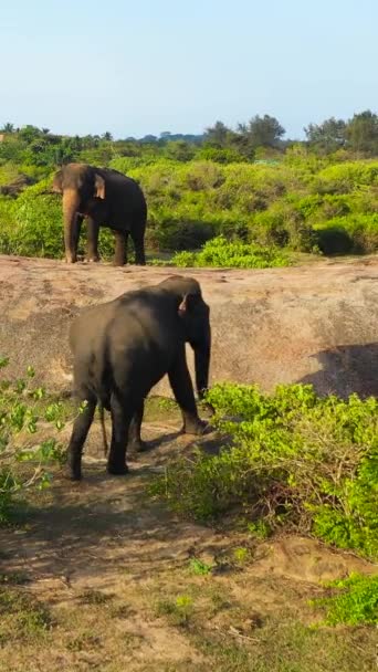 Elefantes Sri Lanka Natureza Elefantes Seu Habitat Natural Baía Arugam — Vídeo de Stock