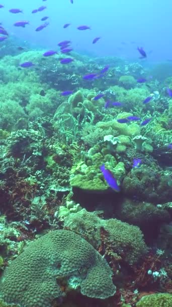 Szenenriff Meereslebewesen Meereswelt Unterwasser Fischriffe Marinen Philippinen — Stockvideo