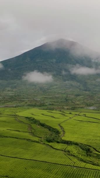 Drone Aéreo Plantações Chá Sopé Vulcão Kerinci Paisagem Chá Sumatra — Vídeo de Stock