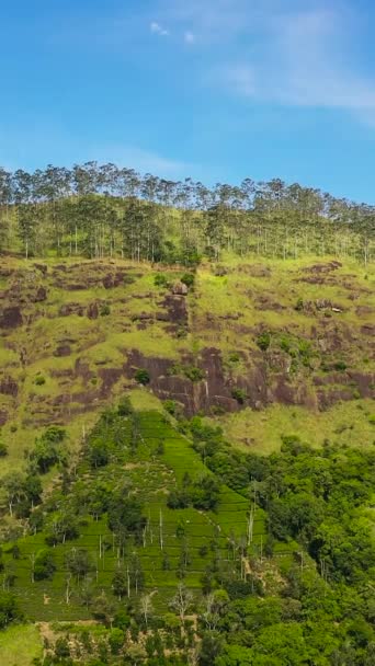 Djungel Och Berg Sri Lanka Bergsluttningar Med Tropisk Vegetation — Stockvideo