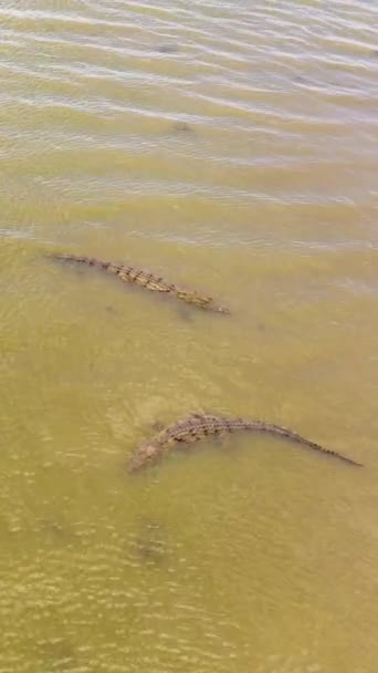 Aerial View Crocodiles Lake Sri Lanka Panama Wewa Arugam Bay — Stockvideo