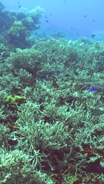 Barriera Corallina Tropicale Pesci Sott Acqua Coralli Duri Molli Video — Video Stock