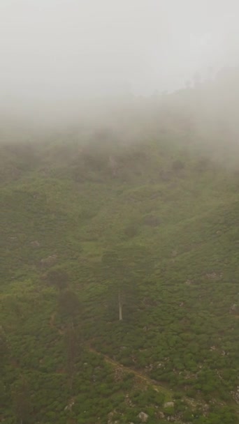 Tea Birtokok Ködben Felhők Srí Lanka Hegyekben Magas Hegyi Teaültetvény — Stock videók