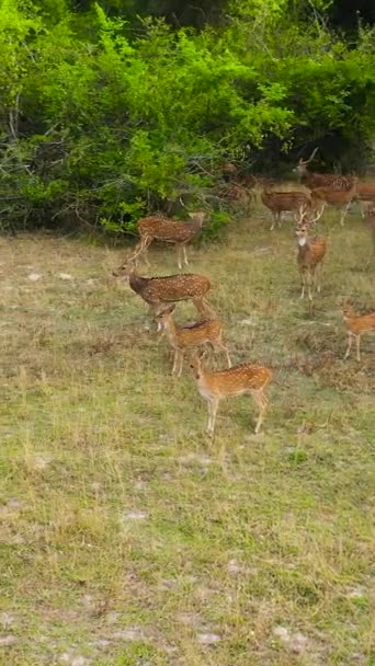 Ciervos Silvestres Hábitat Natural Sri Lanka — Vídeos de Stock