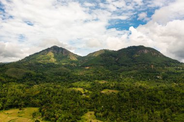 Yeşil ormanlı tarım arazisi ve dağlar. Lanka.