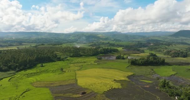 Вид Воздуха Рисовые Плантации Сельхозугодия Фермеров Горной Долине Негрос Филиппины — стоковое видео