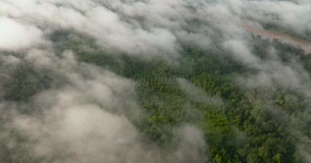 Ποταμός Ανάμεσα Στο Τροπικό Δάσος Και Ζούγκλα Μέσα Από Σύννεφα — Αρχείο Βίντεο