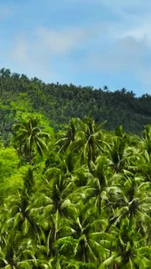 Tropik bölgelerdeki yamaçlarda palmiye ağaçları. Zenciler, Filipinler
