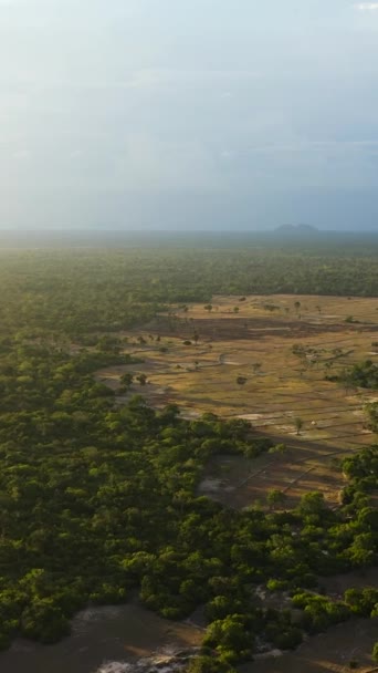 Gün Batımında Orman Yağmur Ormanı Akşamları Ulusal Park Sri Lanka — Stok video