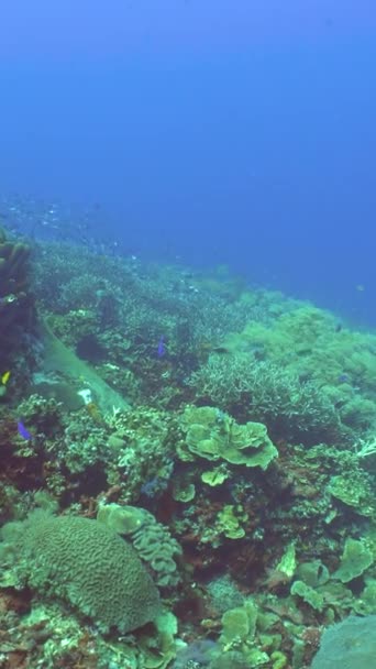 Arrecife Coral Tropical Garden Peces Marinos Tropicales Submarinos Colorido Arrecife — Vídeos de Stock