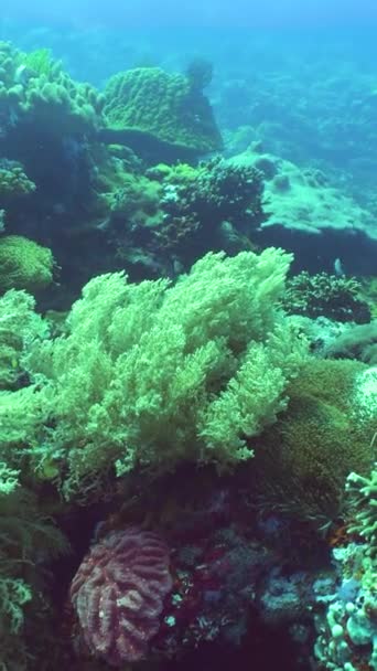Giardino Corallino Paesaggio Marino Mondo Sottomarino Barriere Coralline Tropicali Colorate — Video Stock