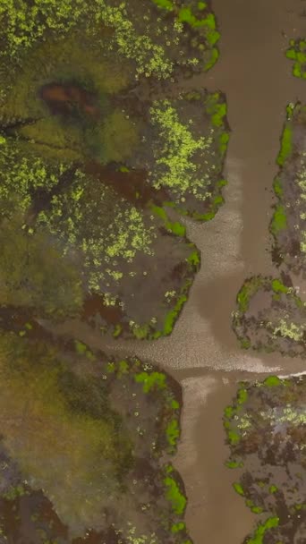 スリランカの熱帯の湖や沼の表面 — ストック動画