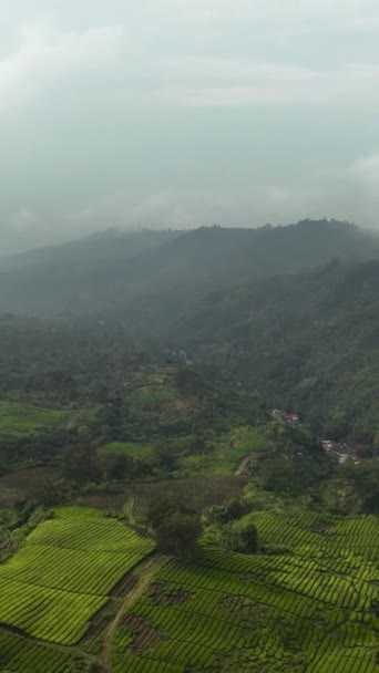 Чайные Плантации Склонах Гор Ландшафт Чайной Недвижимости Каю Аро Суматра — стоковое видео