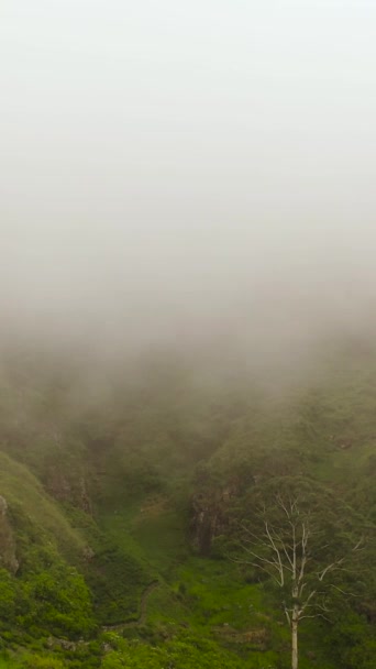 Αεροφωτογραφία Του Tea Estate Ομίχλη Και Σύννεφα Τοπίο Φυτείες Τσαγιού — Αρχείο Βίντεο