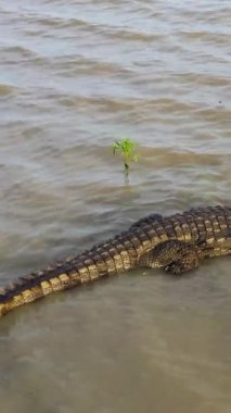 Vahşi doğadaki bir gölette timsahın hava aracı. Sri Lanka.