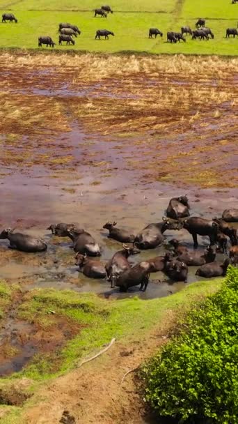 버팔로와 황소의 무리의 전망은 쌀밭에서 그레이즈 스리랑카의 — 비디오