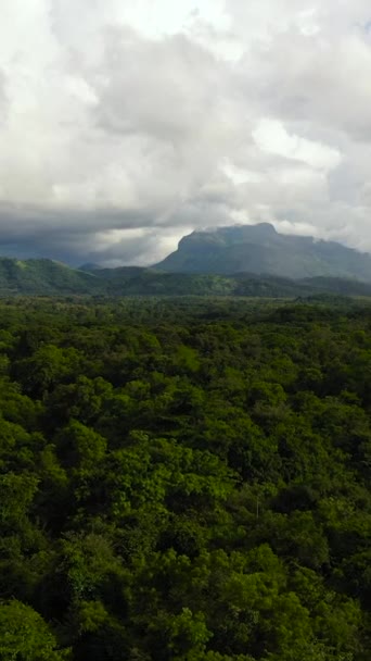 Regenwald Und Dschungel Sri Lanka — Stockvideo